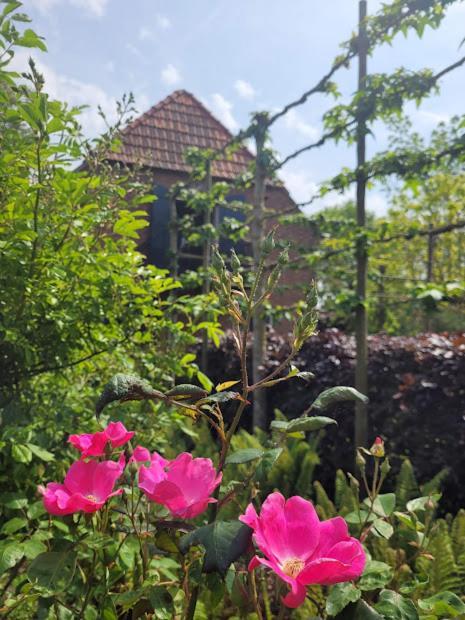 Studio Nok Bij Den Bosch Den Dungen Exteriér fotografie